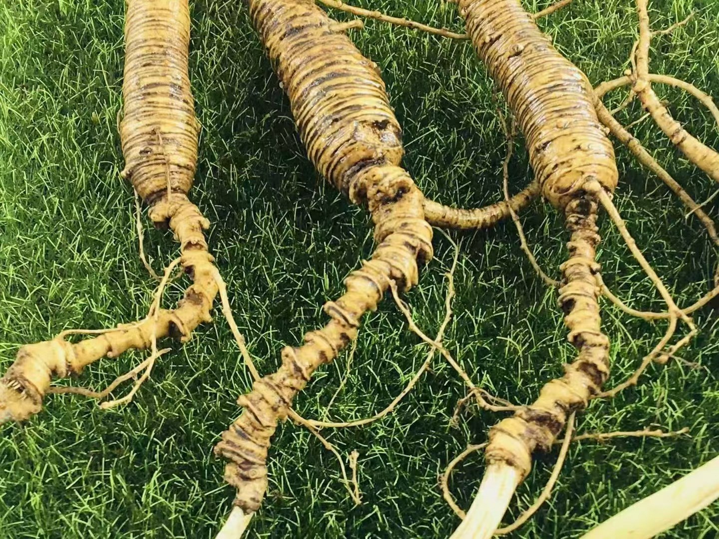 人参植物特写