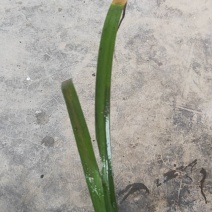 菖蒲