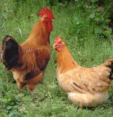 [活鸡批发]鸡鸭全部活禽价格20.00元/斤 - 一亩田