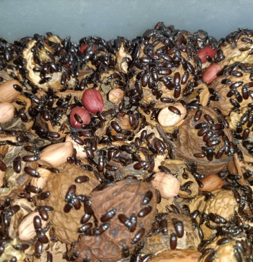 [九龙虫批发]九龙虫价格3.00元/个 - 一亩田