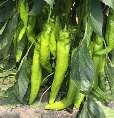 辽宁冷棚黄皮辣椒尖椒上市本人当地棚户