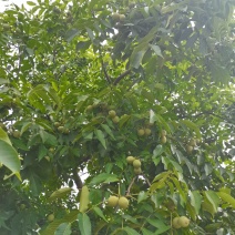 核桃