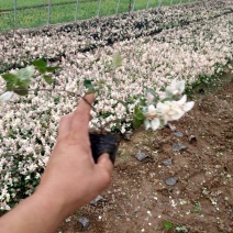 花叶络石新上市，花叶络石工程苗，花叶络石现货供应