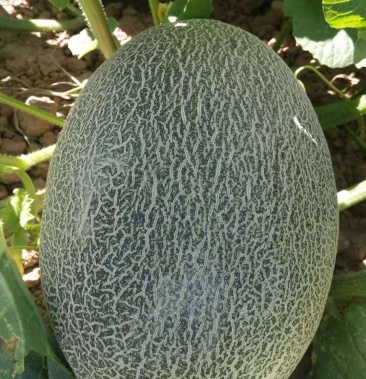 西州蜜17早瓜正在采摘上市甜度高口感脆欢迎您来采购