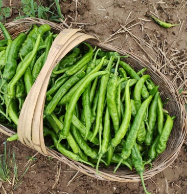 [鲜辣椒批发]鲜辣椒 湘研15号价格0.60元/斤 - 一亩田