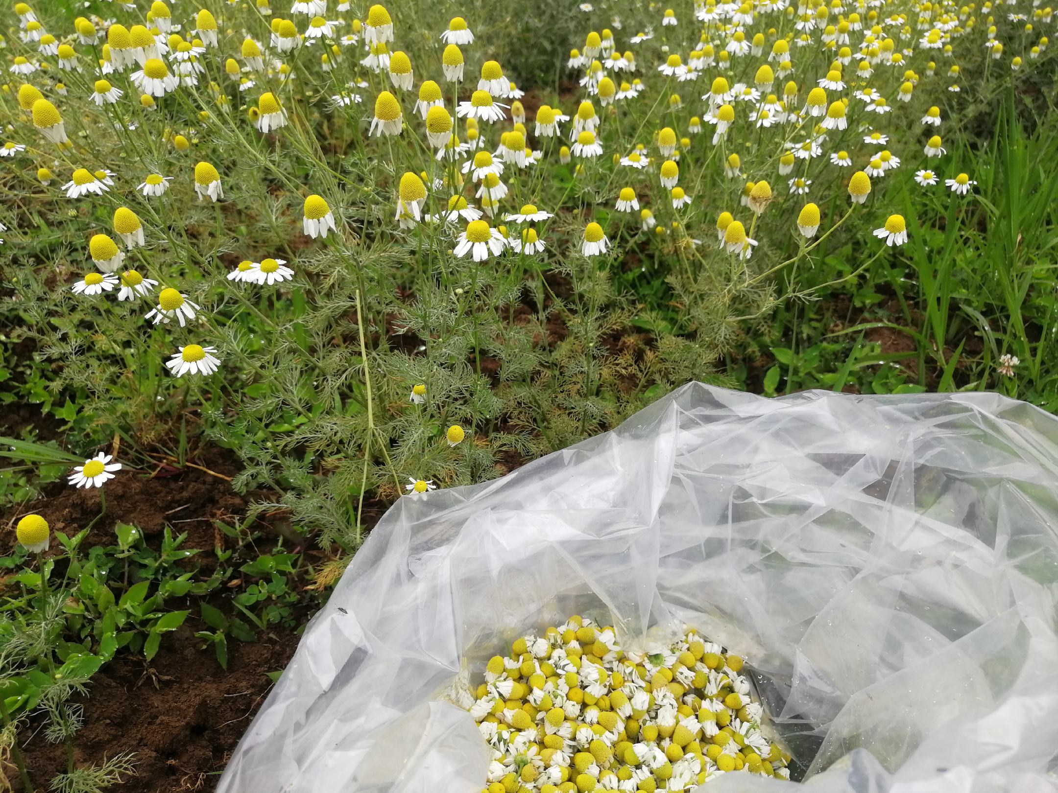 胎菊与杭白菊的采摘过程