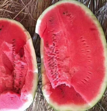 甘肃西瓜金花1号西瓜,坏烂包赔一手货源,量大质优全国发货