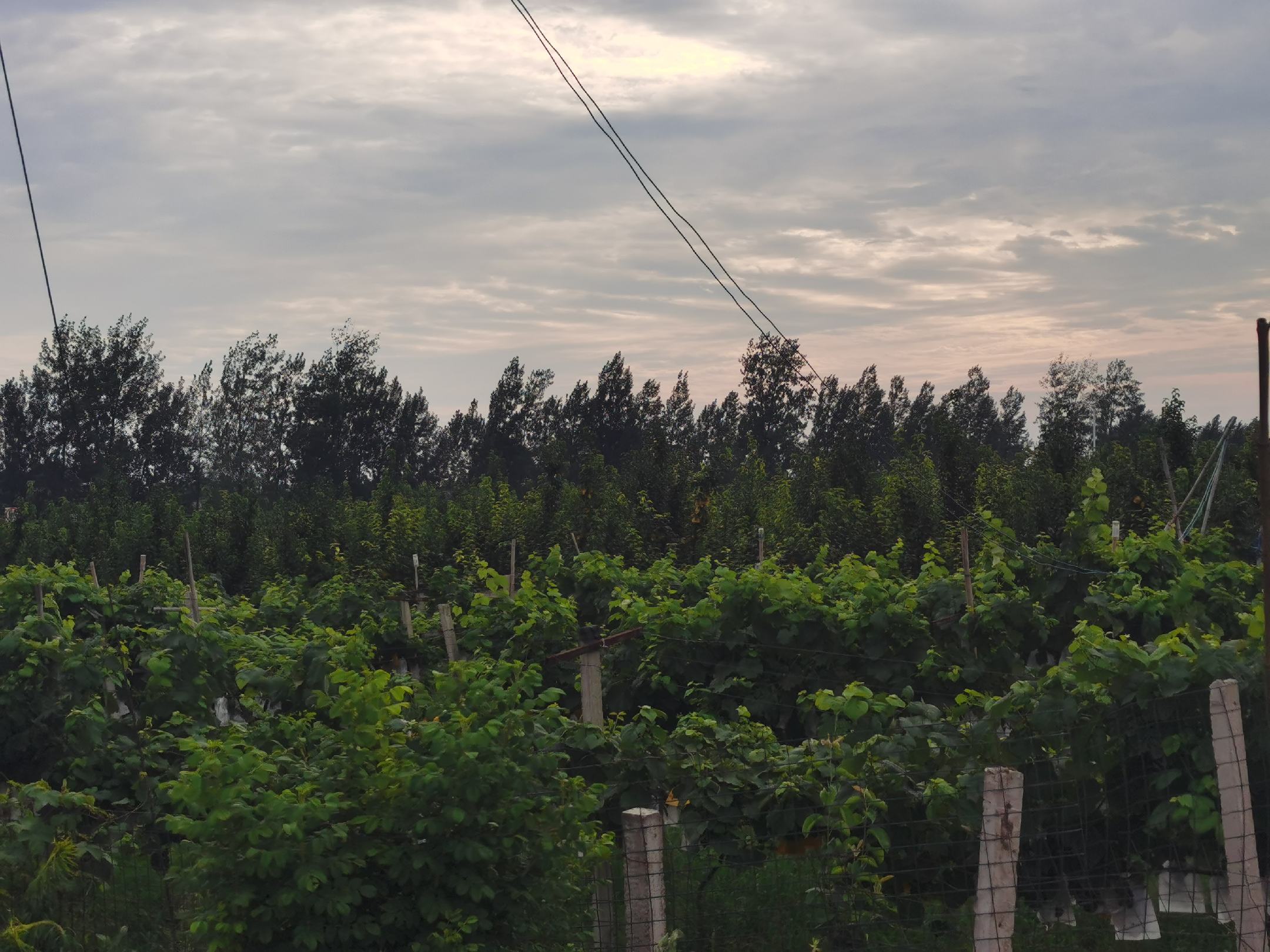 绿宝石梨果园航拍图