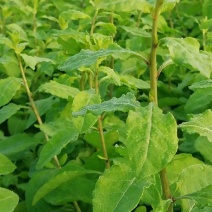 正规货源枸杞芽菜现货秒发欢迎联系