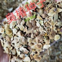 新采臭椿树林木种子臭椿种子乔木造林树苗籽红油香椿种子