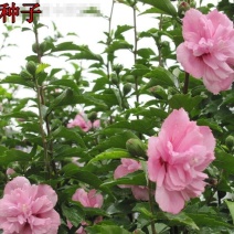 新品木槿种子红花木槿种子重瓣朱槿绿化行道林木苗木树种子
