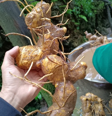 我们这里叫老虎姜价格18.00元/斤 - 一亩田