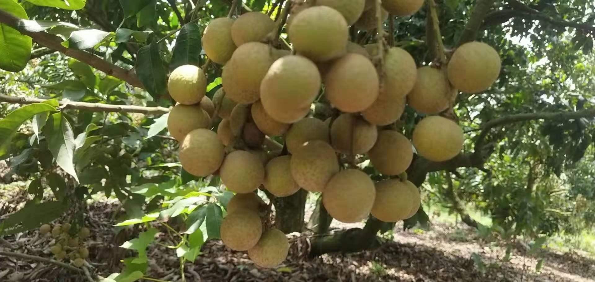 一块精美的龙眼石,表面光滑,形态圆润,仿佛一颗放大版的龙眼果实,置于木托之上 龙眼石特写