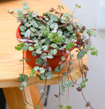 爱之蔓一片心垂吊爬藤爱之蔓锦多肉植物