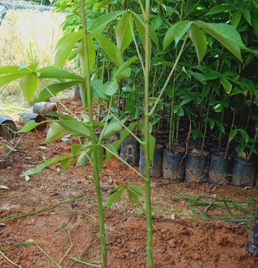 大腹木棉工程苗绿化苗公园院子种植树苗庭院种植苗