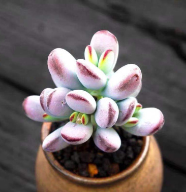 乒乓福娘群生多肉植物基地直发拼多多淘宝专供