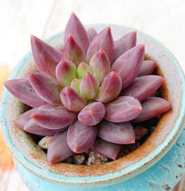 红蜻蜓多肉植物基地直发拼多多淘宝专供