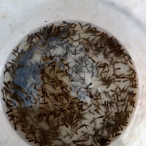 鲤鱼苗