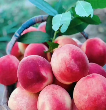 秦安水蜜桃现在大量上市