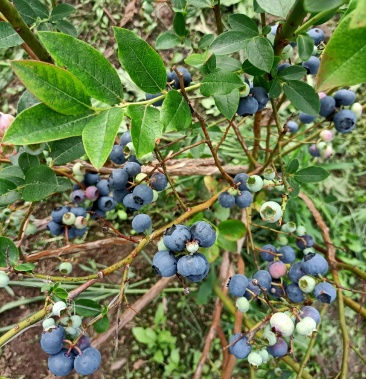 长白山寒地蓝莓