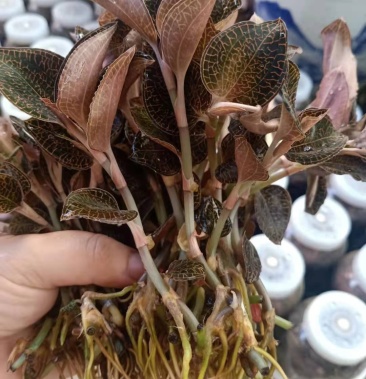 福建南靖金线莲鲜货一盒250g