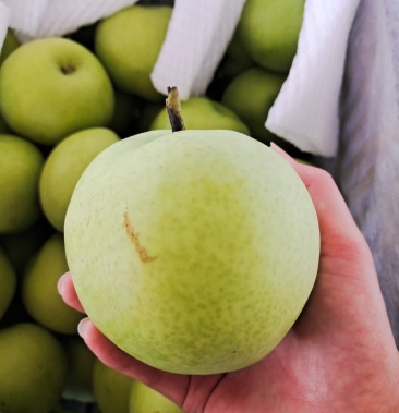 绿宝石梨 【新梨】 二级果 优质货源 大量现货