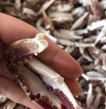 [梭子蟹批发]蟹钳鲜活梭子蟹钳梭子蟹腿冷冻梭子蟹腿梭子蟹钳子螃蟹腿