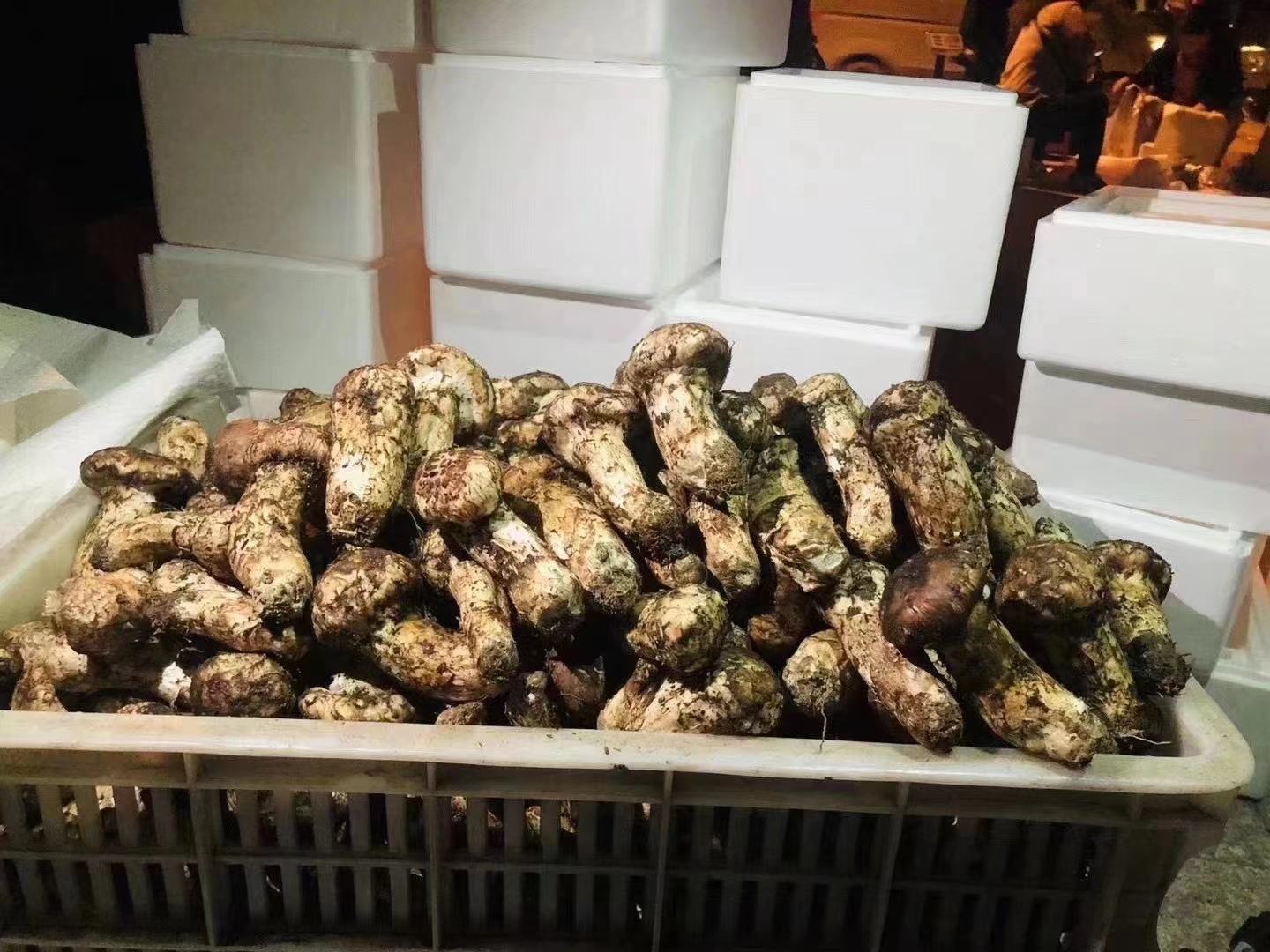 一组干燥与冷冻状态下的松茸对比图：左侧为整齐排列的干制松茸片，右侧为密封袋中的冷冻松茸片，背景为厨房储物柜