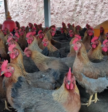 [活鸡批发]清远麻项鸡价格6.60元/斤 - 一亩田