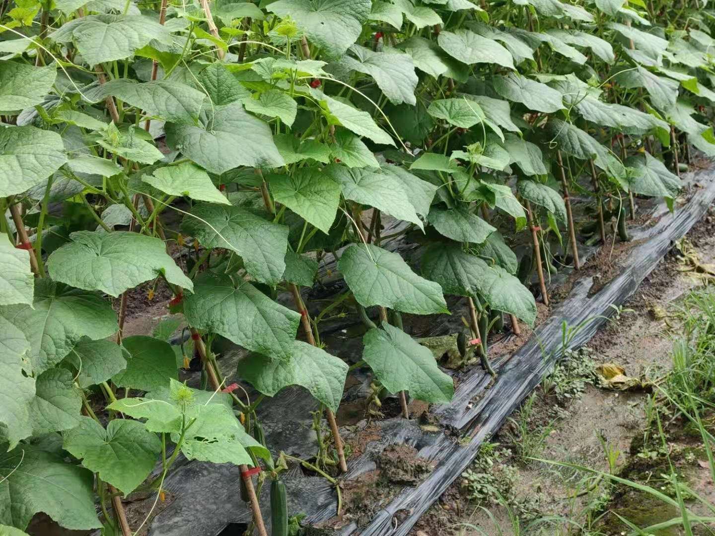 秋季小黄瓜田间长势图