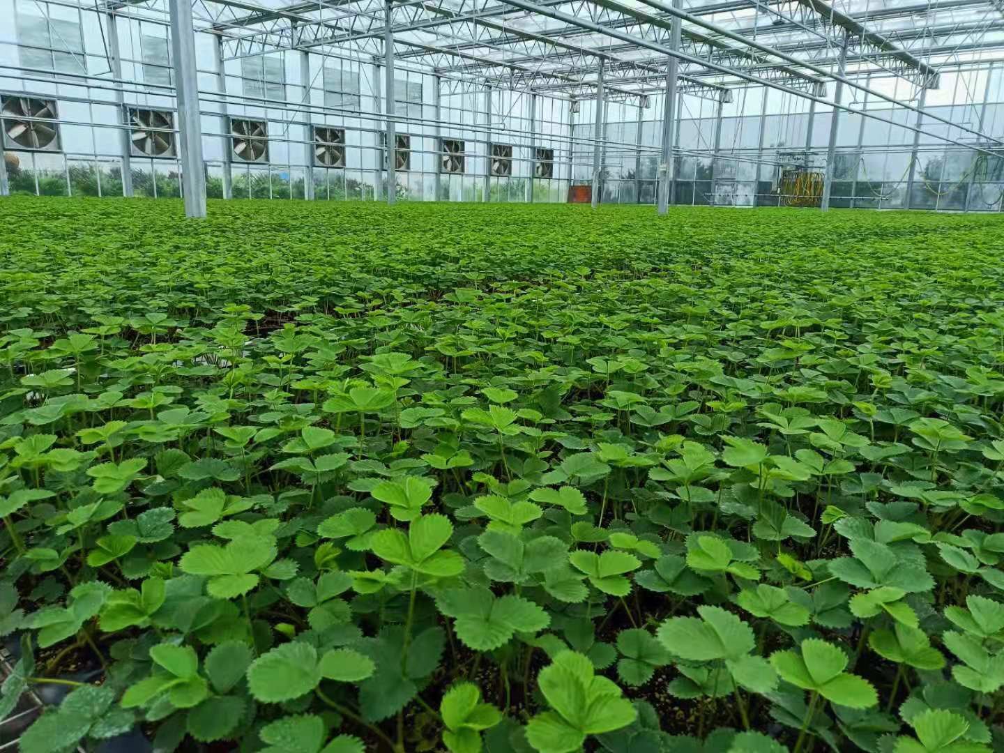 温室大棚中生长的宁玉草莓植株,绿色叶片下挂着多个成熟的鲜红色圆锥形草莓果实,表面光滑有光泽,部分果实带有果蒂和少量萼片,背景可见土壤基质和滴灌设备 宁玉草莓植株与果实特写