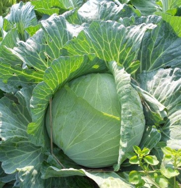 大量出售高山包菜价格便宜