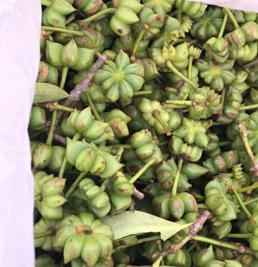 广西大红八角原生态生八角