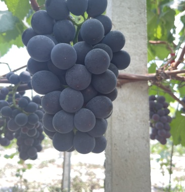 [葡萄批发]丰后葡萄价格3.50元/斤 - 一亩田