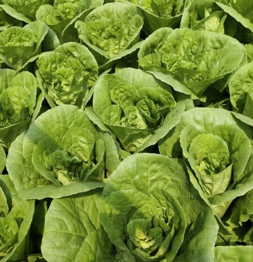 [夏阳白菜批发]精品夏黄白56o板价格1.00元/斤 - 一亩田