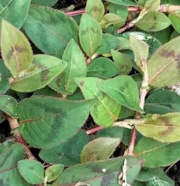 [头花蓼批发]中药头花蓼价格60.00元/公斤 - 一亩田