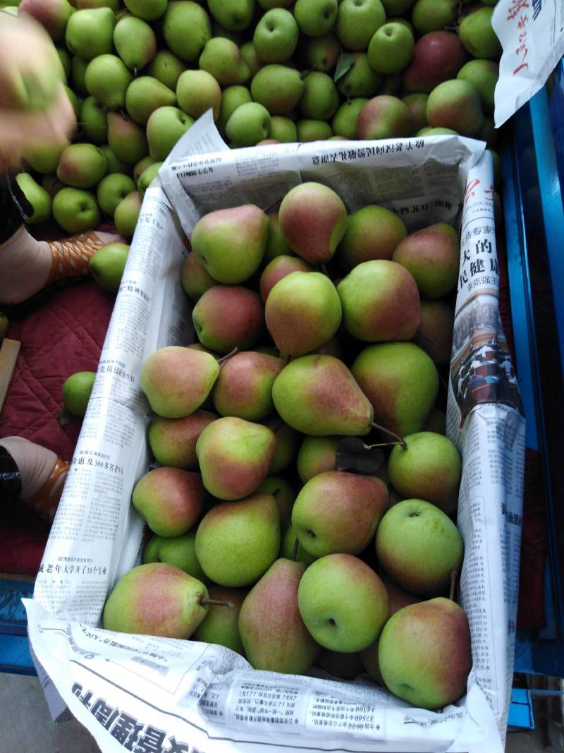 山西运城临猗七月红梨口感脆甜,渣细,糖度高欢迎咨询