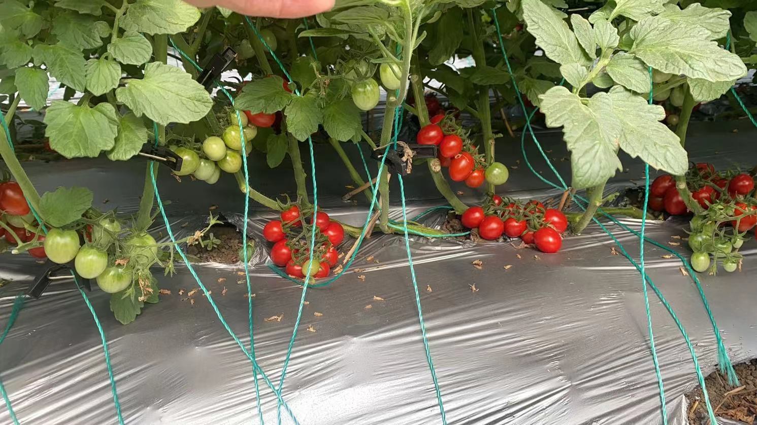 成熟的釜山88圣女果果穗,果实呈亮红色椭圆状,紧密簇生,果柄绿色坚韧,无畸形果和病斑,背景为标准温室支架系统,植株健康,叶片完整,显示良好的营养管理和病虫害控制效果 釜山88圣女果果实成熟期的田间表现