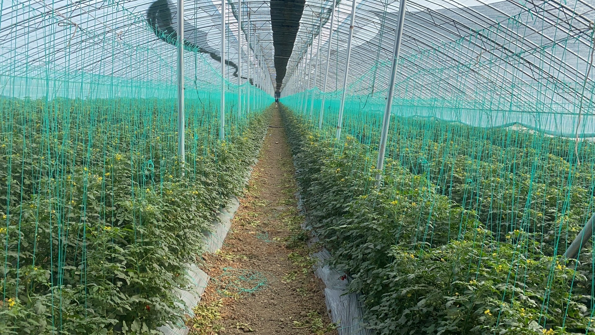 一间现代化智能温室内景,中央显示屏显示温度、湿度、光照强度和土壤EC值等实时数据,旁边是正在生长的釜山88圣女果植株,顶部安装有传感器和自动喷雾装置,体现科技赋能农业的趋势 现代化智能温室中的釜山88圣女果生长监控系统界面