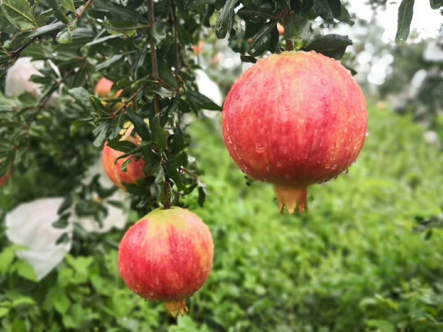清晨阳光下,一位身穿民族服饰的果农正在采摘成熟的会理软籽石榴,镜头聚焦于手中打开的石榴,露出内部饱满晶莹的红色籽粒,果汁欲滴,背景为挂满果实的石榴树,叶片带有露珠 采摘中的会理软籽石榴特写
