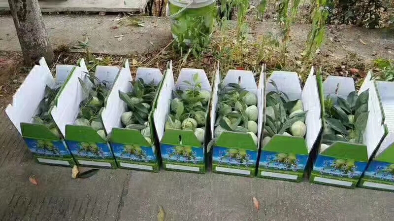 桃形李保存方式示意图