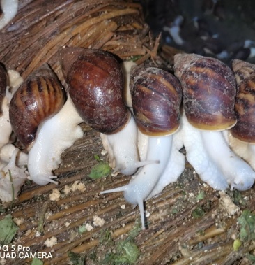 [白玉蜗牛批发]怀孕白玉蜗牛临产种蜗牛,送养殖资料养殖孵化技术,养殖