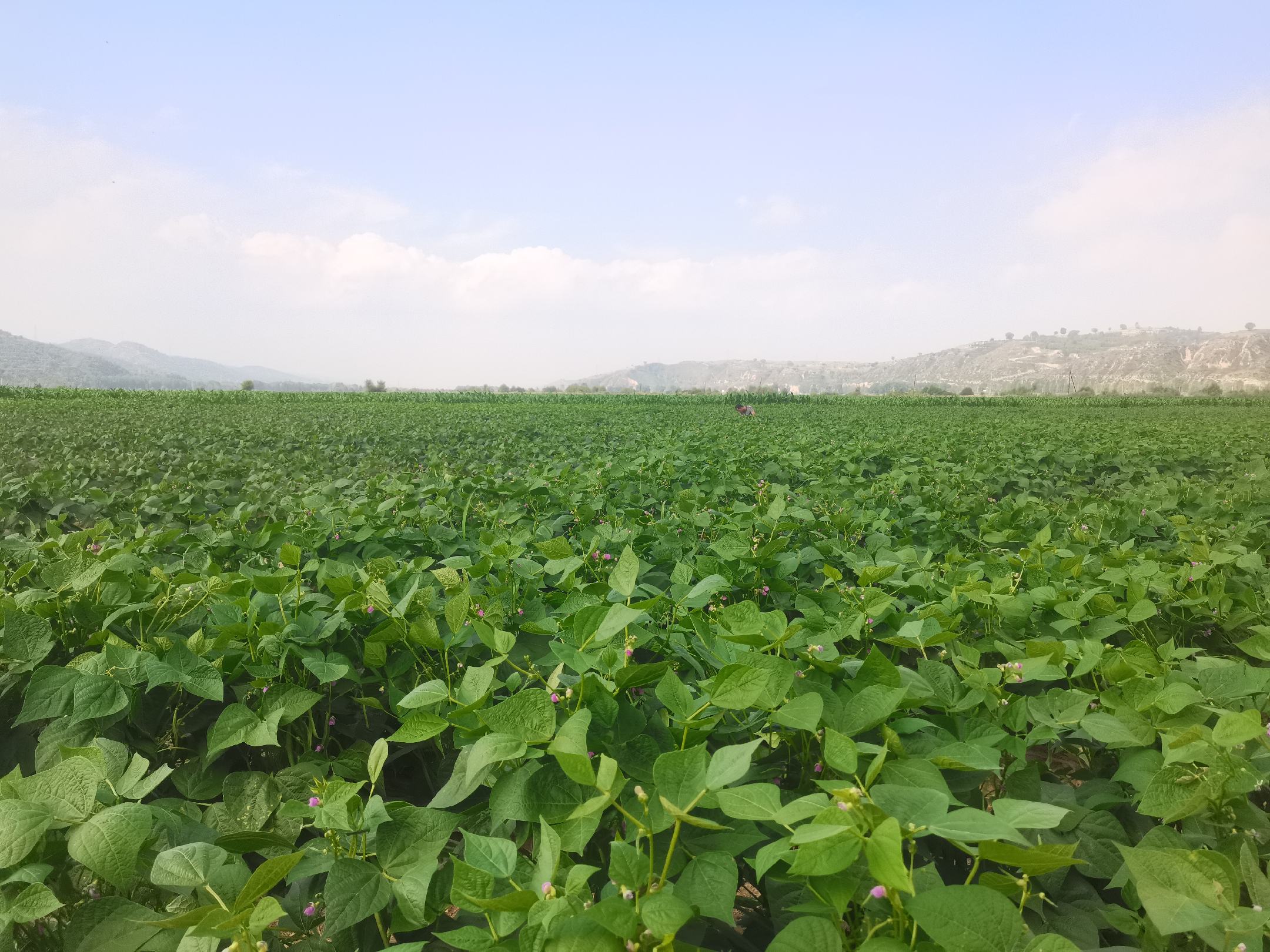 无筋豆田间喷药防治现场