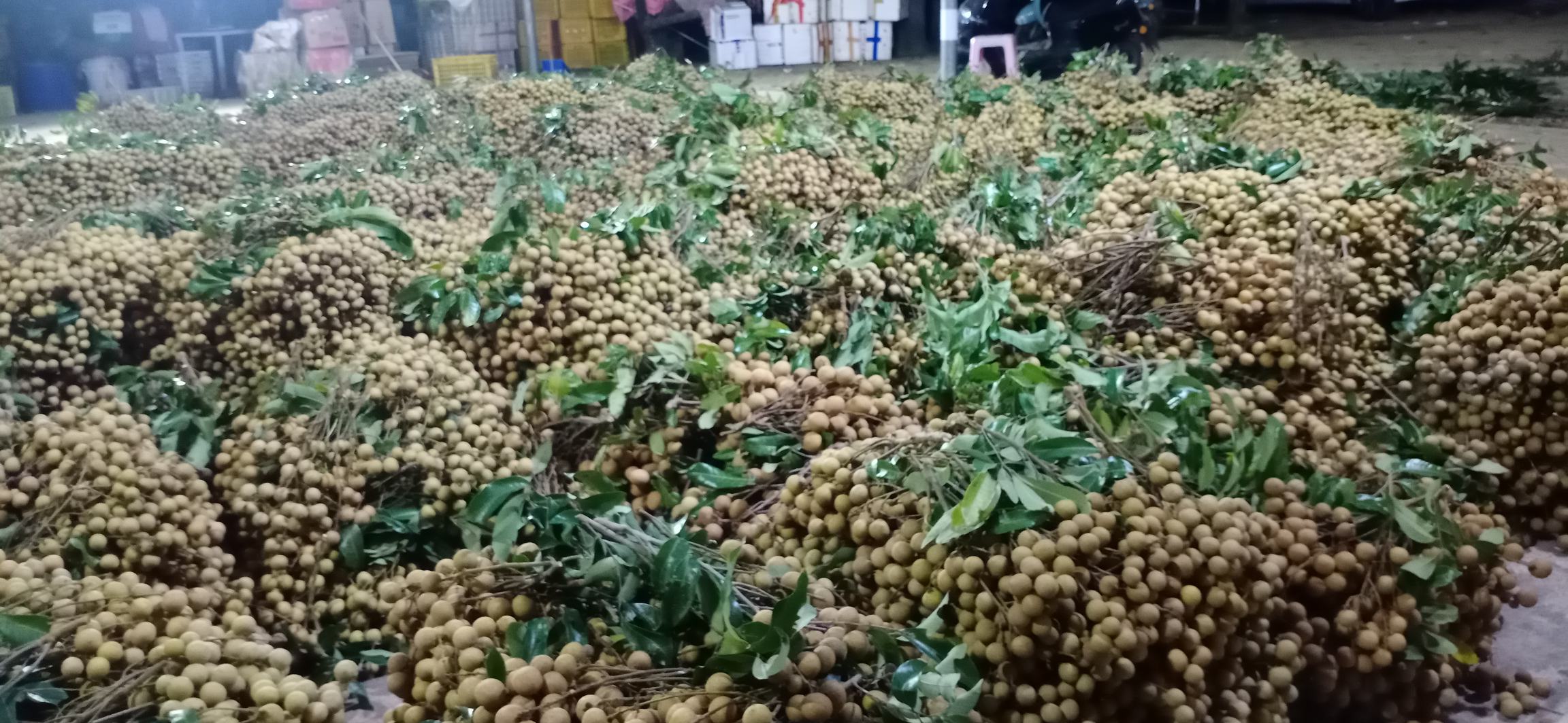 石硖龙眼挑选与保存示意图