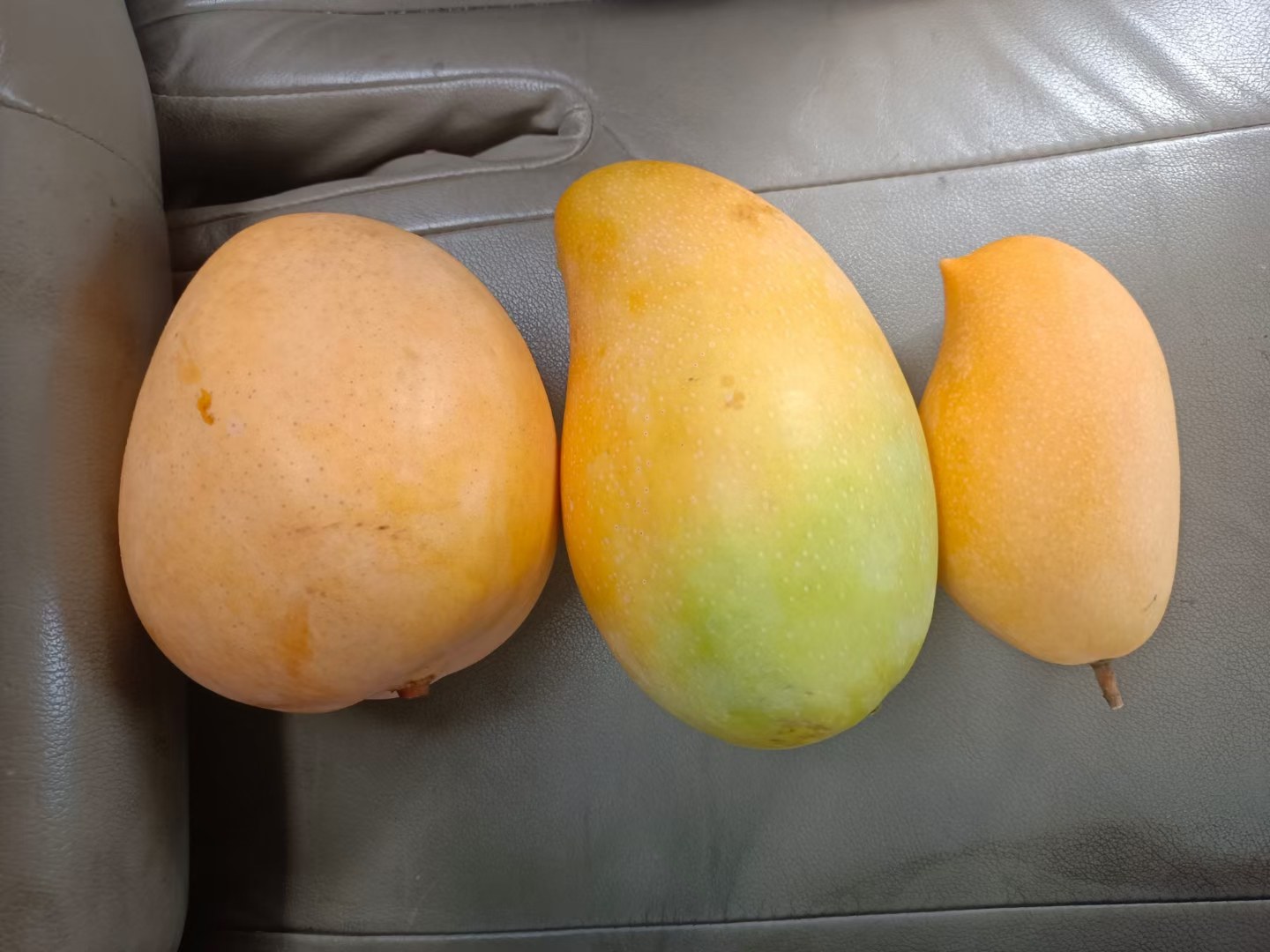 展示三颗鹰嘴芒果并列摆放,分别处于未成熟(全绿色)、半成熟(黄绿相间)和成熟(大部分金黄色)三个阶段,背景为白色木纹桌面,光线自然柔和 鹰嘴芒果不同成熟阶段的颜色对比图