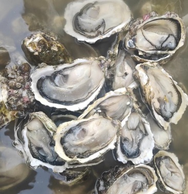 原产地汫洲直发鲜活全壳牡蛎烧烤新鲜海蛎子半壳生蚝