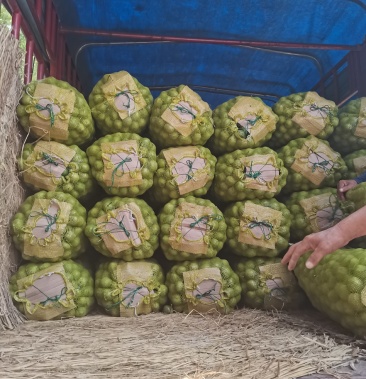 山西青皮核桃,特大风,168.绿波,中林品质保证不走快递