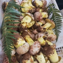 白葱菌鲜货，精品