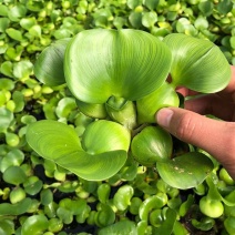 水葫芦苗浮萍养鱼养龟鱼缸造景净化水质鱼塘水草水烟花牡丹