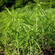 柳蒿芽种子东北特色野菜水蒿白蒿山野菜种子中草药植物